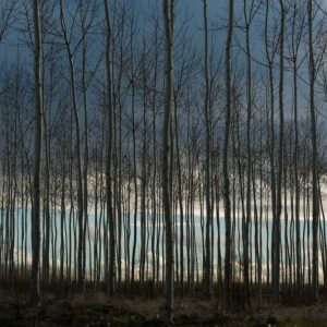 Pacific Albus and Clouds II