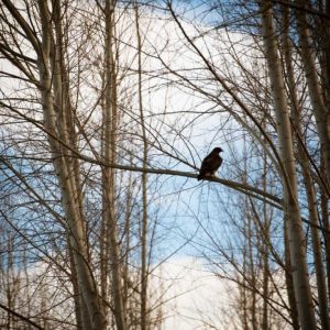 Hawk Silhouette