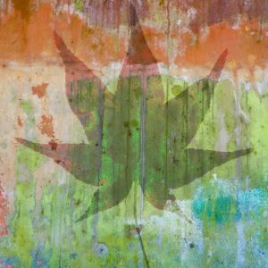 Maple Leaf I