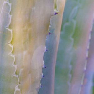 Agave I