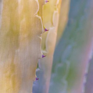 Agave II