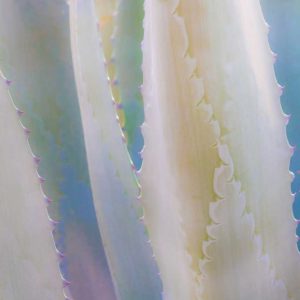 Agave IV