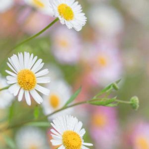 Santa Barbara Daisies I