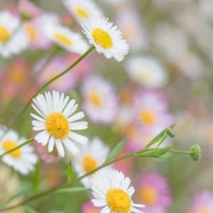 Santa Barbara Daisies II