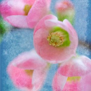 Flowering Quince II