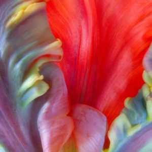 Parrot Tulip I