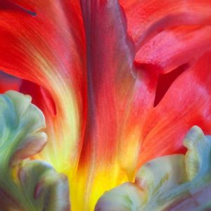 Parrot Tulip II