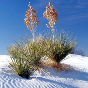 Yuccas and White Sand I