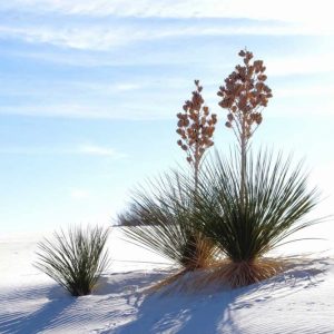 Yuccas and White Sand II