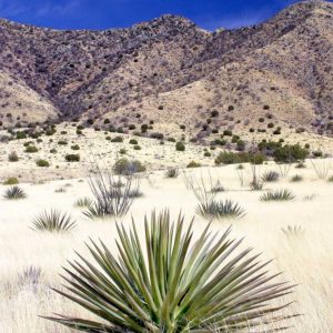 Desert Grasslands I