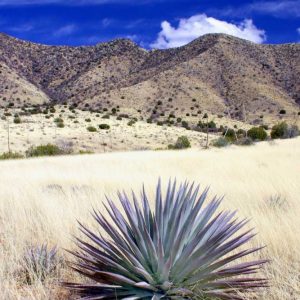 Desert Grasslands II