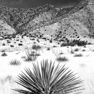 Desert Grasslands I BW