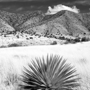 Desert Grasslands II BW