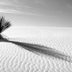 Shadows in the Sand I