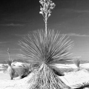 Yucca At White Sands I