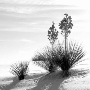 Yucca At White Sands II