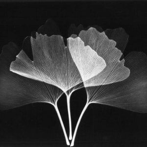 Ginkgo Leaves Close Up on Black 2