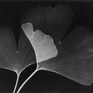 Ginkgo Leaves Close Up on Black