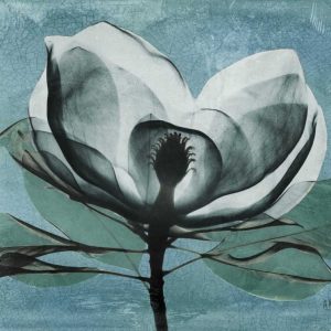 Magnolia Blues 1