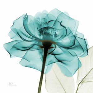 Teal Rose