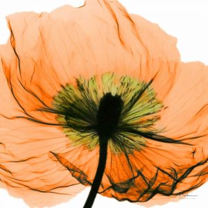 Poppy Orange