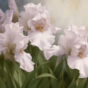 White Iris Elegance I