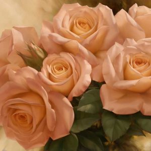 Peach Rose Splendor I