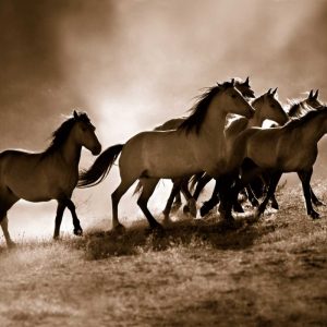 Wild Horses