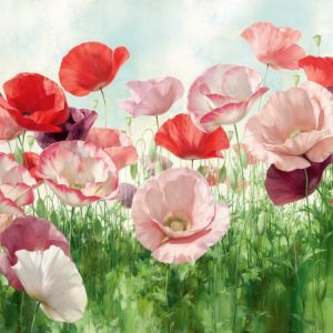 Poppies Pleasure