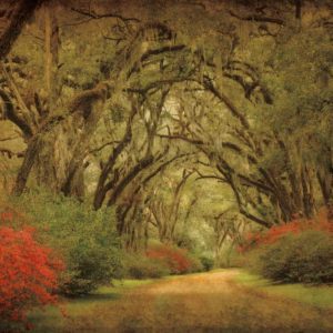 Road Lined With Oaks and Flowers