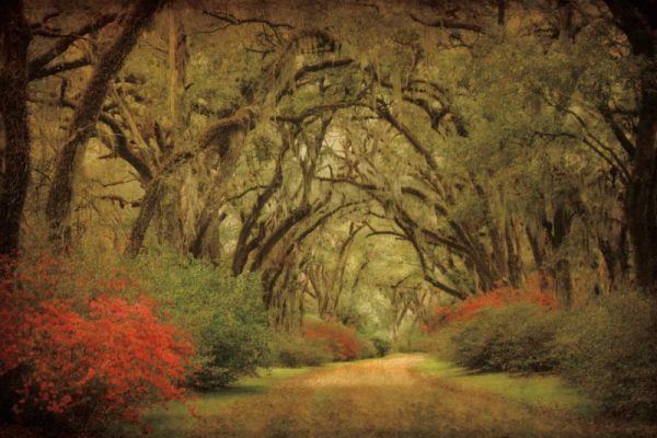 Road Lined With Oaks and Flowers