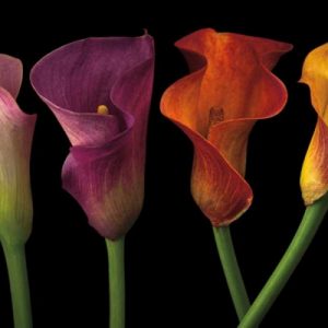 Jewel Calla Lilies