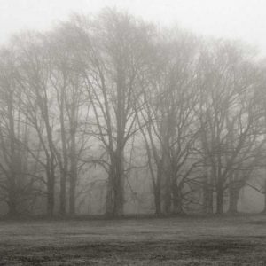 Gathering Trees