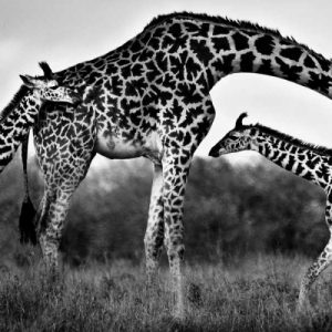 Giraffe Family