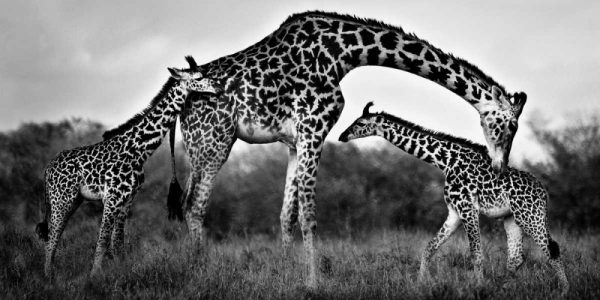 Giraffe Family