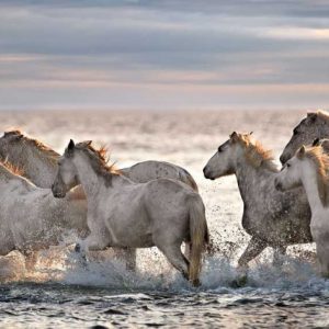 Running Horses