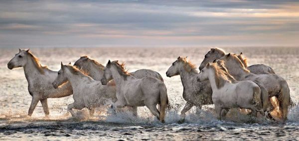 Running Horses