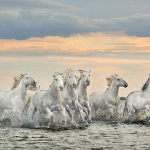 Camargue Horses - France