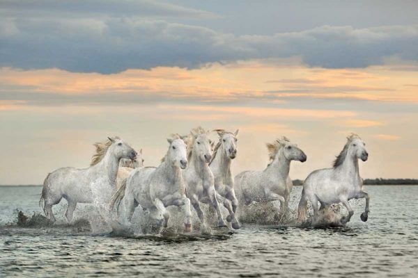 Camargue Horses - France