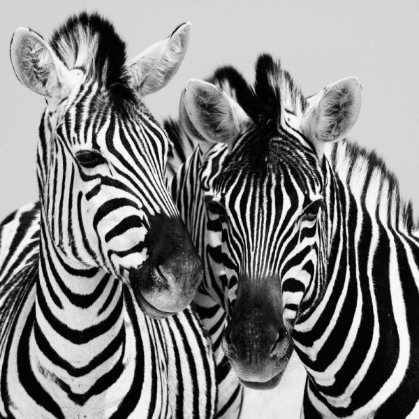 Namibia Zebras