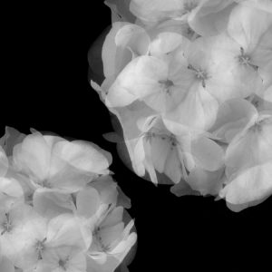 Hydrangea