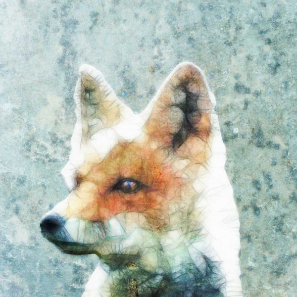 Abstract Fox