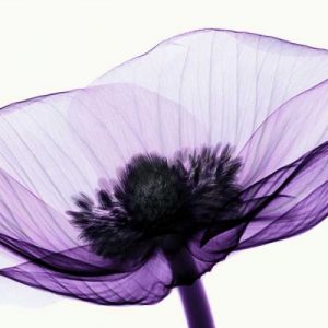 Anemone II