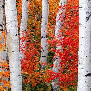 Aspens and Maples