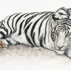 Siberian Tiger