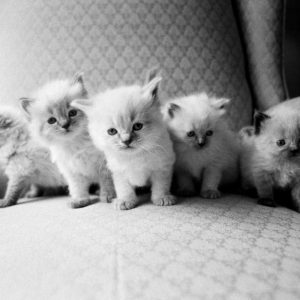 Five Kittens