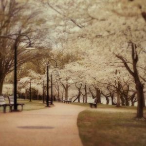 Springtime Stroll