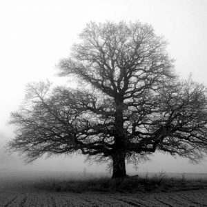 Tree in Mist 2