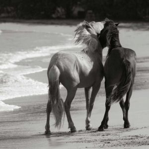 Young Mustangs on Beach