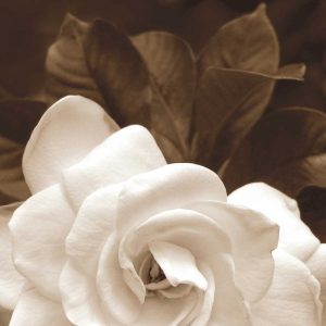 Gardenia Garden